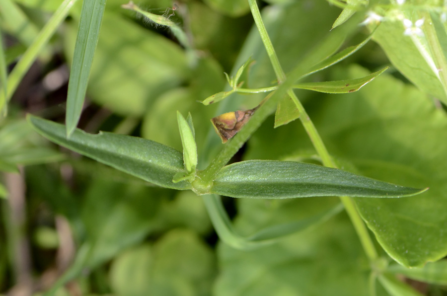 Lychnis flos-cuculi / Crotonella Fior di cuculo